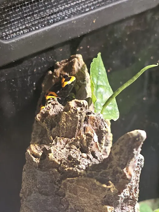 Josh's Frogs Picture 5