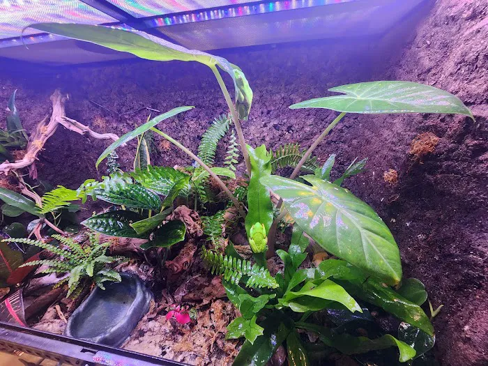Josh's Frogs Picture 8