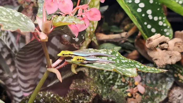 Josh's Frogs Picture 9