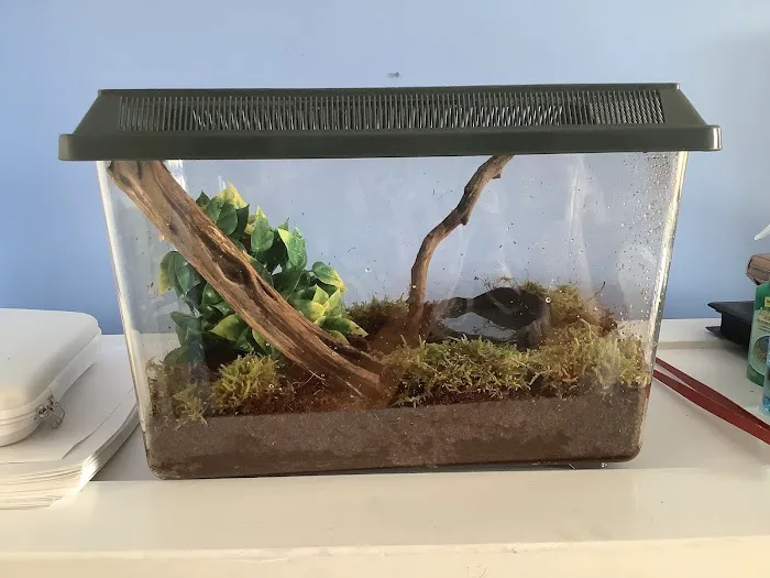 Josh's Frogs Picture 1