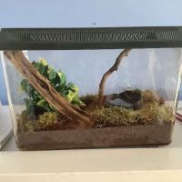 Josh's Frogs ico