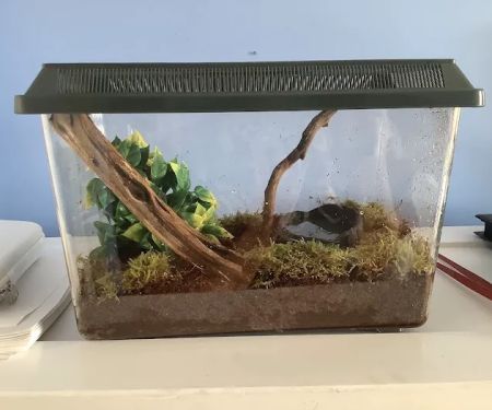 Josh's Frogs
