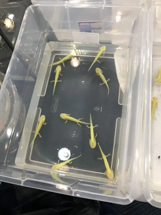 Josh's Frogs Picture 6