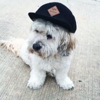 Seaport Veterinary Center ico