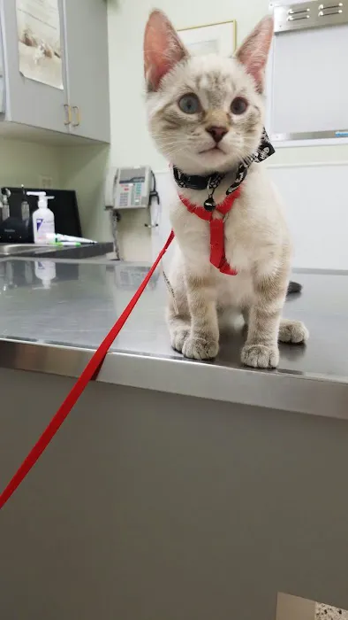 Bay Street Animal Hospital Picture 7