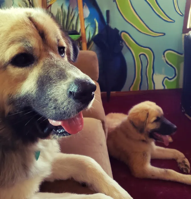 Pet Supplies Plus Mount Morris Picture 6