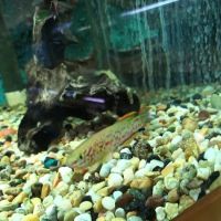 Somethin's Fishy Pet Shop Inc ico