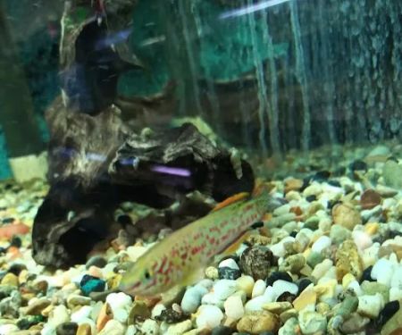 Somethin's Fishy Pet Shop Inc