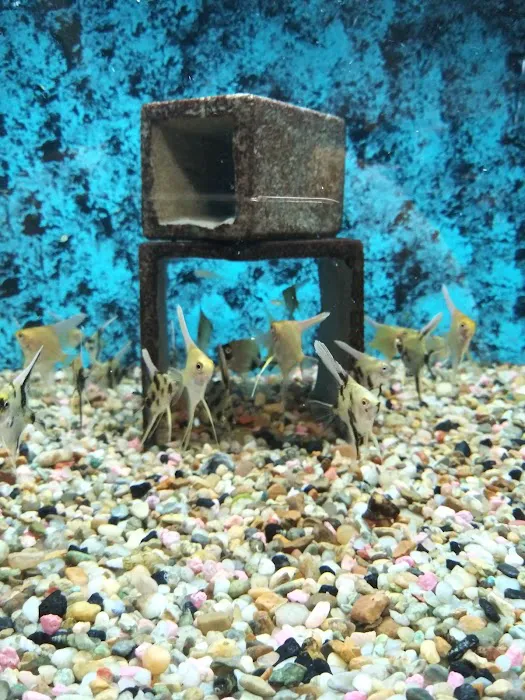 Somethin's Fishy Pet Shop Inc Picture 5