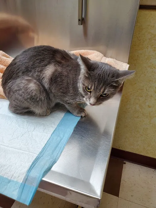 Animal Clinic of Bayonne Picture 6