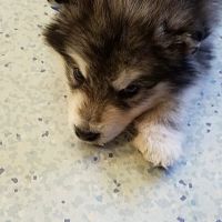 Animal Clinic of Bayonne ico