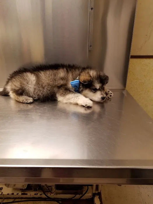 Animal Clinic of Bayonne Picture 3