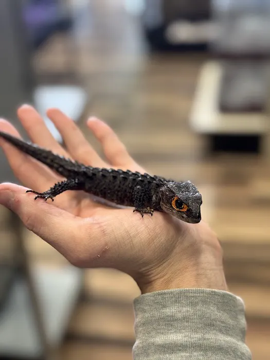 Custom Creatures Pet Shop Picture 8