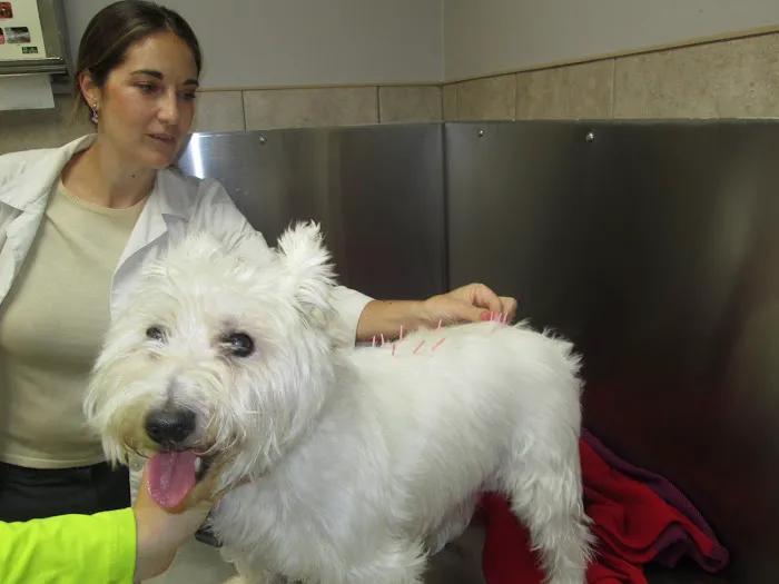 Bayonne Animal Hospital Picture 9