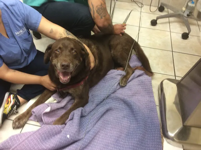 Bayonne Animal Hospital Picture 3