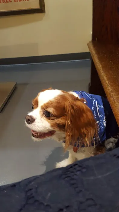 One Love Animal Hospital Bay Ridge Picture 1