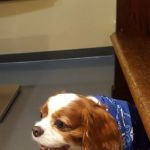 One Love Animal Hospital Bay Ridge