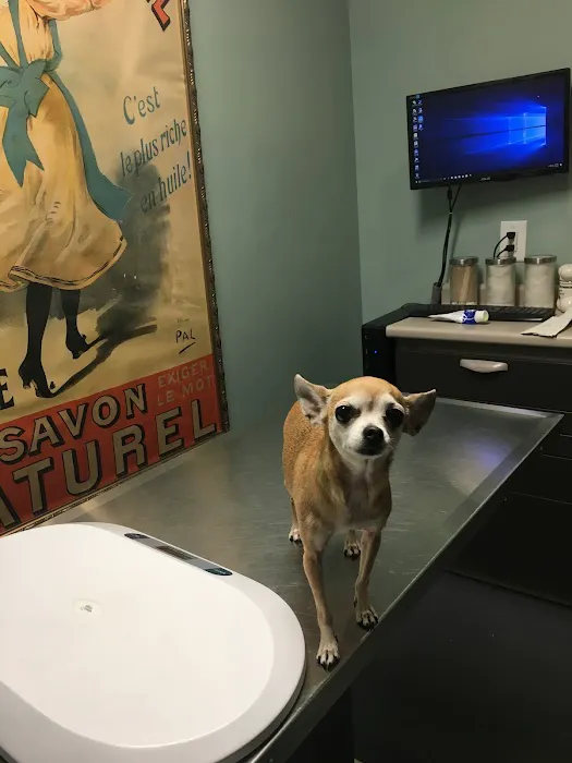 One Love Animal Hospital Bay Ridge Picture 5