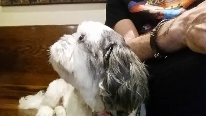 One Love Animal Hospital Bay Ridge Picture 4