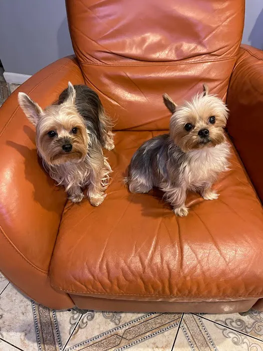 One Love Animal Hospital Bay Ridge Picture 7