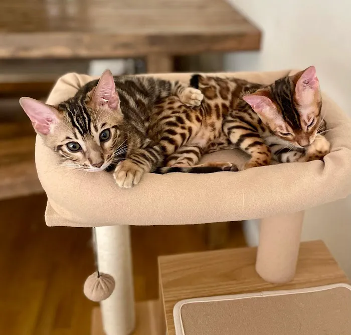 The Bengal Brigade Picture 1
