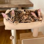 The Bengal Brigade