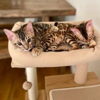 The Bengal Brigade ico