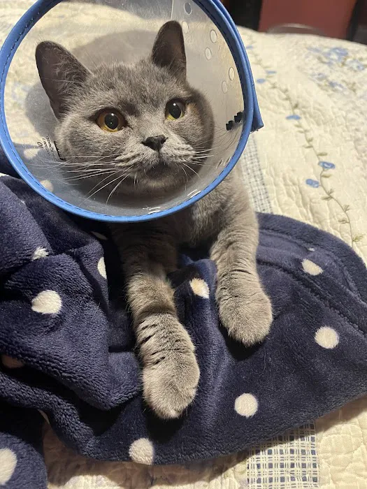 Fifth Avenue Veterinary Hospital Picture 10