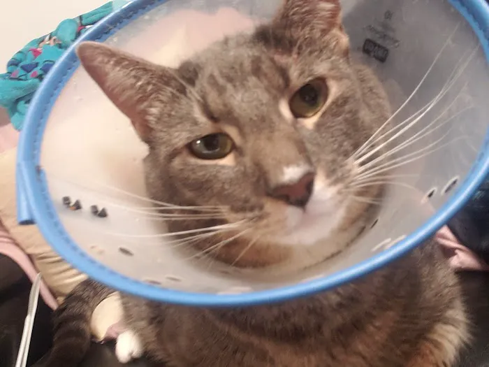 Fifth Avenue Veterinary Hospital Picture 3