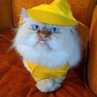 Fifth Avenue Veterinary Hospital ico