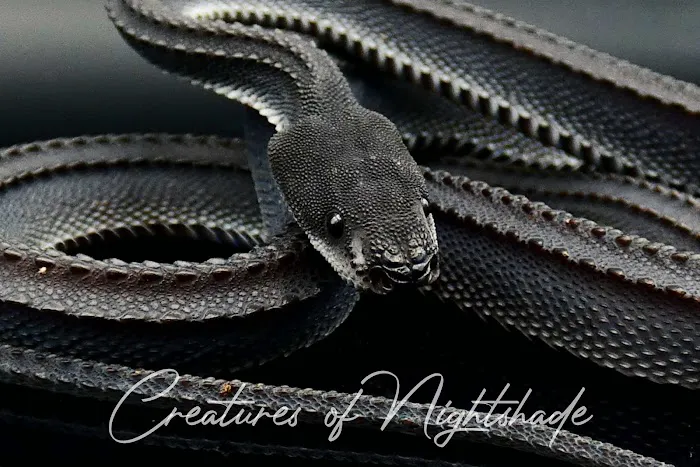 Creatures of Nightshade Picture 1