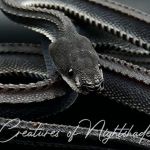 Creatures of Nightshade