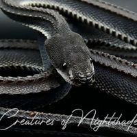 Creatures of Nightshade ico