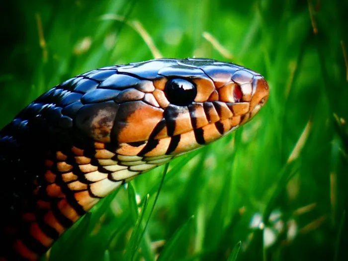 Creatures of Nightshade Picture 9