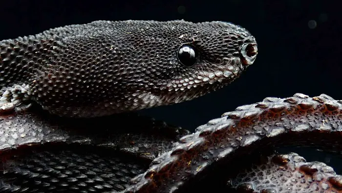 Creatures of Nightshade Picture 3