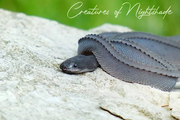 Creatures of Nightshade Picture 2