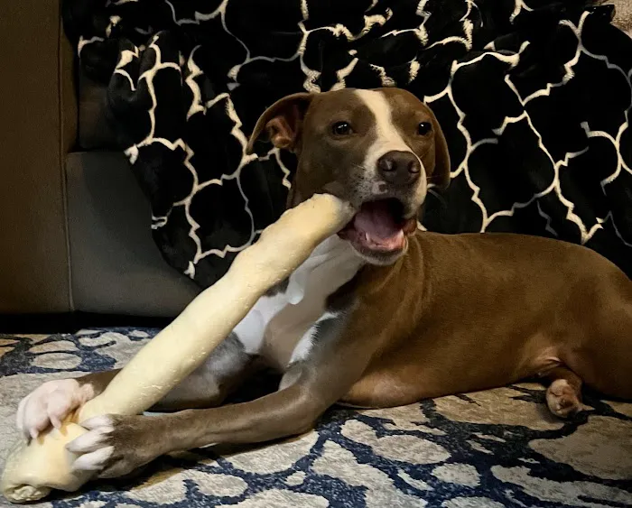 Loving Paws Animal Hospital Picture 1