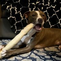 Loving Paws Animal Hospital ico