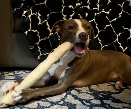 Loving Paws Animal Hospital
