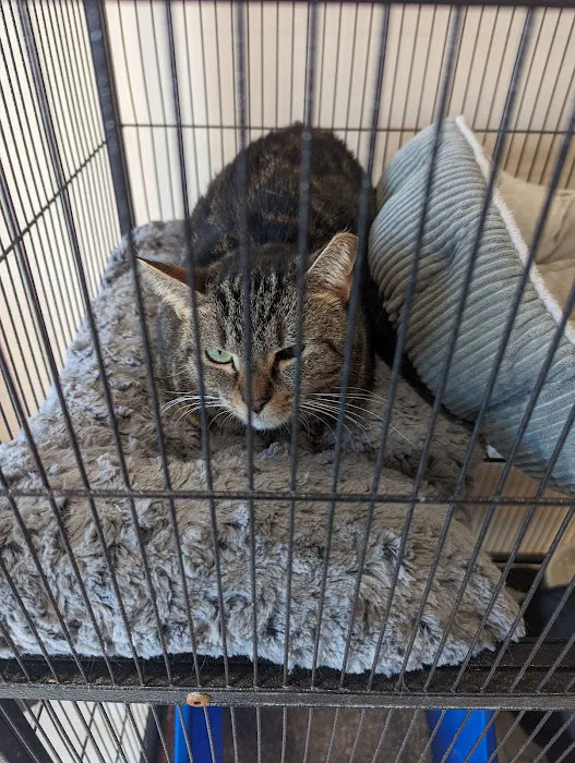Loving Paws Animal Hospital Picture 2
