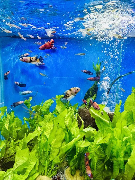 Fish girl aquatics Picture 1