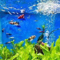 Fish girl aquatics ico