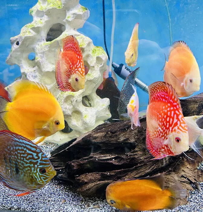 Fish girl aquatics Picture 4