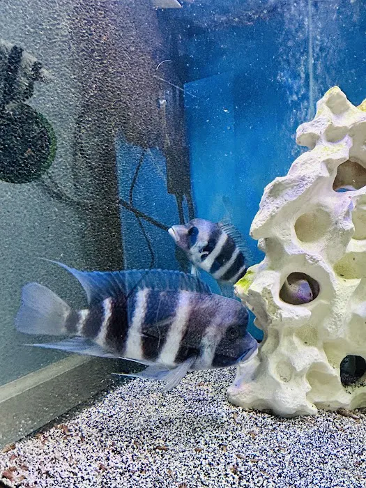 Fish girl aquatics Picture 2