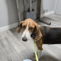 Countryside Animal Hospital ico