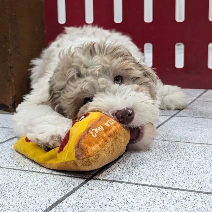 The Family Puppy At Oakland Mall Picture 8
