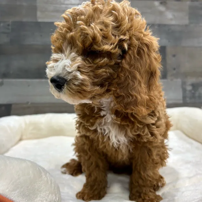 The Family Puppy At Oakland Mall Picture 7