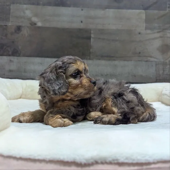 The Family Puppy At Oakland Mall Picture 9
