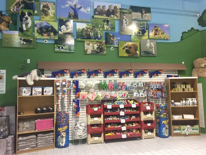 The Family Puppy At Oakland Mall Picture 2