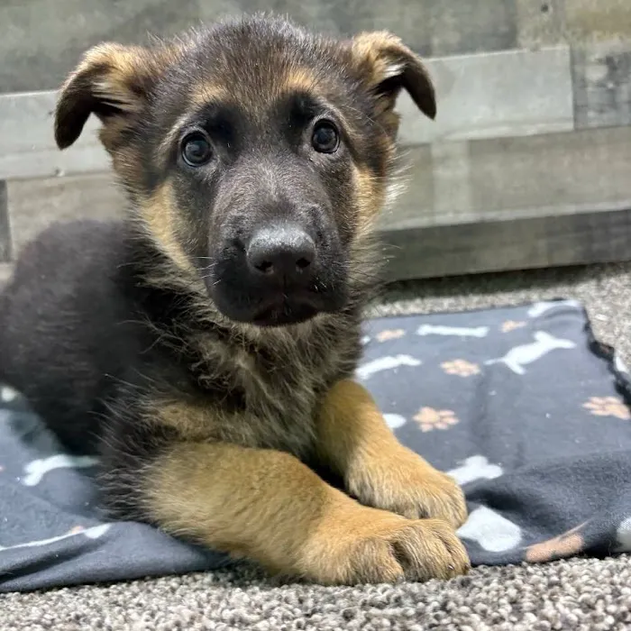 The Family Puppy At Oakland Mall Picture 5